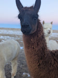 Llama Fleece- F01